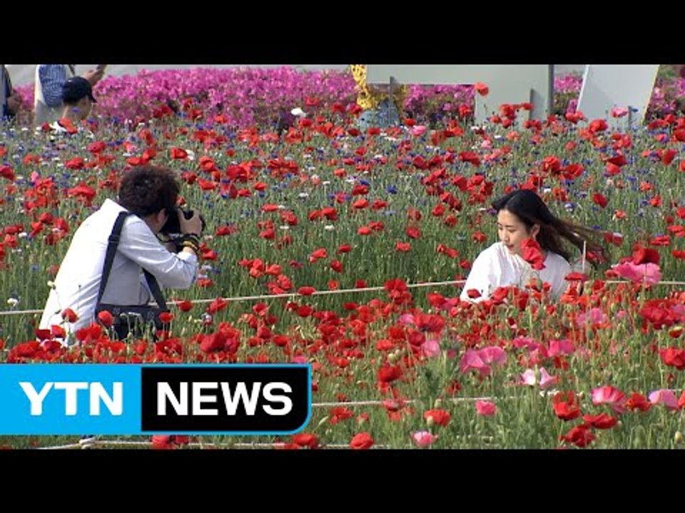 태화강 봄꽃 6천만 송이 활짝...봄꽃 축제 / YTN