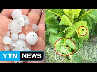 전북지역 우박 쏟아져 일부 농작물 피해 / YTN