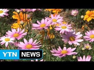 [날씨] 연휴 사흘째 여름 더위 기승...고양은 봄꽃 세상 / YTN