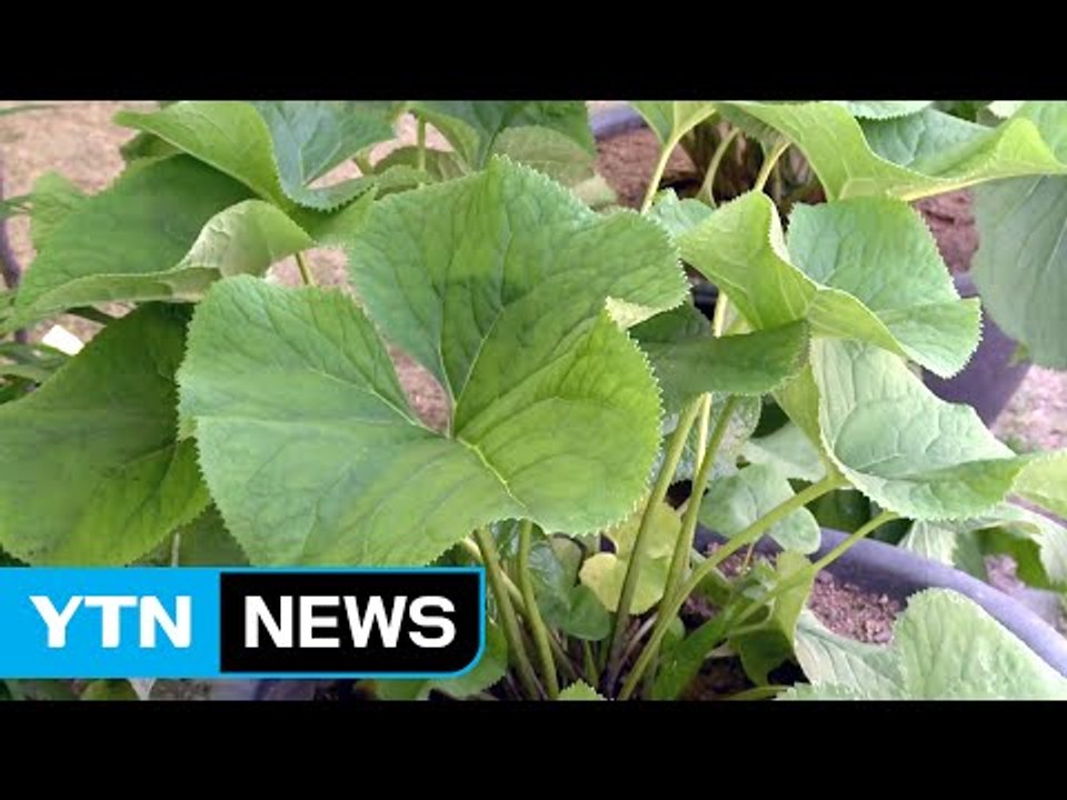 양구 곰취 수확 한창...알싸한 곰취향 진동 / YTN
