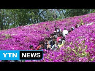 [날씨] 벚꽃 지자 철쭉 만발...철쭉축제 즐겨요! / YTN