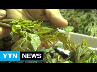 봄내음 물씬 충북 옥천 참옻 축제 / YTN