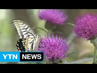 함평은 나비 천지...화려한 군무 보러 오세요! / YTN