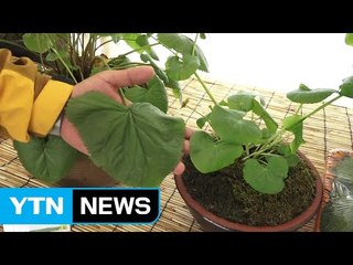 "알싸한 강원도 산나물 맛보세요" / YTN