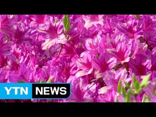 [날씨] 내일은 더 덥다...곳곳 소나기 / YTN