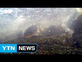 하필 산란기에 공사...고향 돌아온 황어 '수난' / YTN