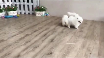 White Pomeranian Puppy Balls 3