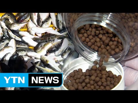 암 특효 복어환 ...알고 보니 맹독성 가짜 약 / YTN