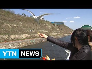 유커 대신 동남아 관광객...태국서만 3천 명 방한 / YTN