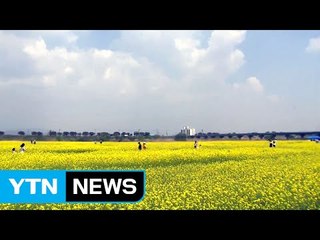 하천 따라 활짝 핀 노란 유채꽃 / YTN