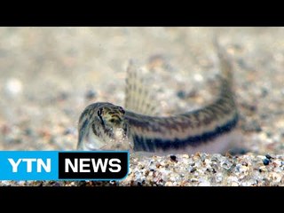 미꾸라지에 이식...천연기념물 인공 증식 / YTN
