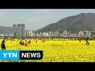 수채화 같은 노란 유채꽃밭을 걷다 / YTN