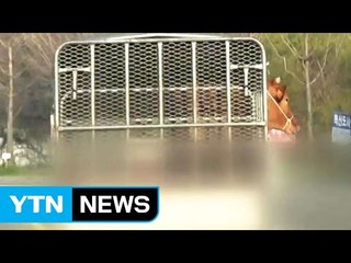 가축 중량 초과해 위험천만 고속도로 운행 / YTN