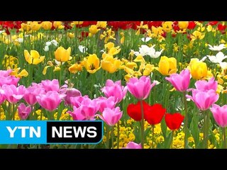 [날씨] 꽃향기 가득한 순천...1억 송이 봄꽃 만개 / YTN