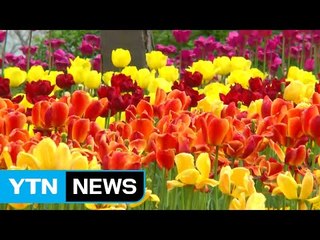 [날씨] 순천은 봄꽃 세상...퇴근길 미세먼지 '주의' / YTN