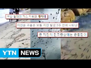 수많은 '지진 괴담' 적발했지만 처벌은 못한다 / YTN