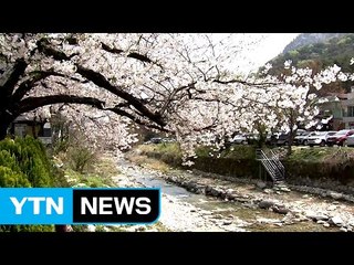 계룡산 벚꽃 절정...바람에 날리는 꽃 비 / YTN (Yes! Top News)