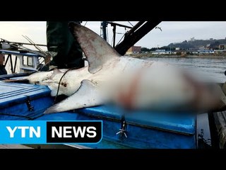 경북 영덕 연안에서 길이 2.5m 식인상어 잡혀 / YTN