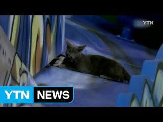 [영상] 야구장 침입 고양이, 내 자리는 어디? / YTN (Yes! Top News)