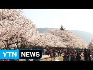 불청객 꽃가루 알레르기 주의보...벚꽃은 안전할까? / YTN (Yes! Top News)