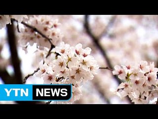 여의도 벚꽃 축제...불꽃쇼 등 다양한 행사 / YTN (Yes! Top News)