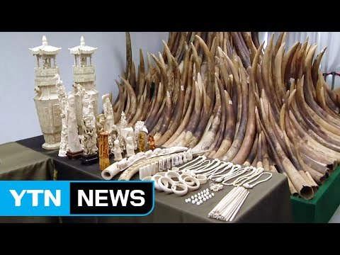中, '상아 업체' 전면 폐쇄... 멸종위기 코끼리 살립시다 / YTN (Yes! Top News)