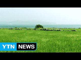 청보리로 푸르게 물든 제주 가파도 / YTN (Yes! Top News)