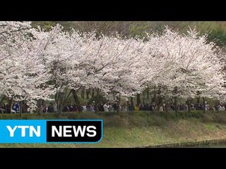 [날씨] 백조와 어우러진 벚꽃...완연한 봄 날씨 / YTN (Yes! Top News)
