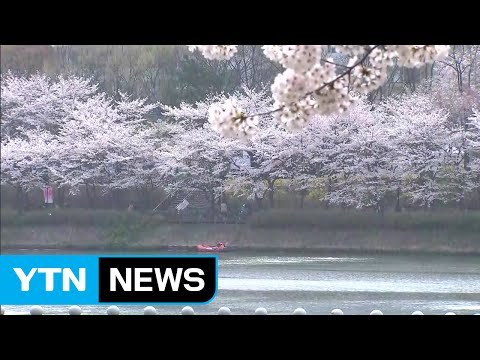 [날씨] 완연한 봄 날씨 속 벚꽃 축제 즐겨요! / YTN (Yes! Top News)