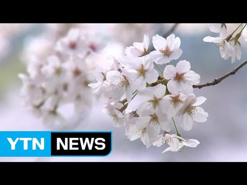 시기 못 맞춘 봄꽃 축제...끝나자 벚꽃 절정 / YTN (Yes! Top News)