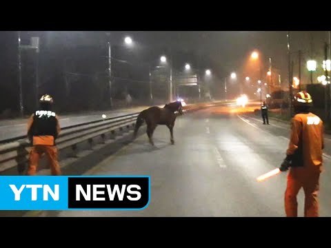 [영상] 한밤중 도로 거닐던 말 20분 만에 잡혀 / YTN (Yes! Top News)
