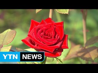 국산 장미 품종 개발해 외국산 로열티 줄였다 / YTN (Yes! Top News)