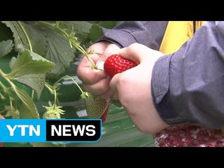 딸기 향 진동하는 논산으로 오세요 / YTN (Yes! Top News)