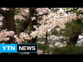 [경기] 도청·골프장도 벚꽃 명소...주민에 개방 / YTN (Yes! Top News)