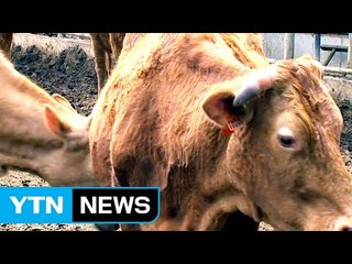 더위에 강한 한우 만든다 / YTN (Yes! Top News)