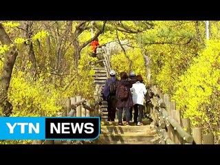 [날씨] 5월 봄 날씨에 개나리 만발...내일 전국 봄비 / YTN (Yes! Top News)