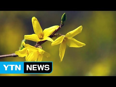 [날씨] 올봄 들어 가장 따뜻...노란 개나리 만발 / YTN (Yes! Top News)