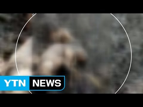 하천 제방에서 불에 탄 개 사체 무더기 발견 / YTN (Yes! Top News)