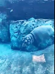 Yes, we think Fiona can make anything cute