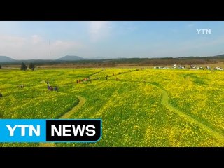 '유채꽃 만개' 제주 가시리로 오세요 / YTN (Yes! Top News)