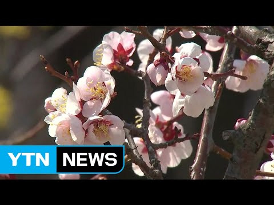 [날씨] 쾌청한 주말에 봄꽃 활짝...봄꽃 축제 개막 / YTN (Yes! Top N...