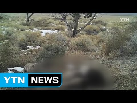 [영상] 큰 송아지 통째로 파묻는 오소리 '포착' / YTN (Yes! Top News)