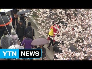 연분홍빛으로 물든 진해...봄꽃 축제 시작 / YTN (Yes! Top News)