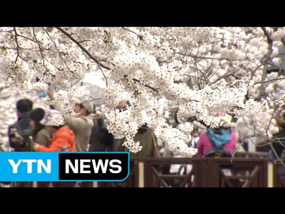 [날씨] 쾌청한 휴일...봄꽃 북상에 축제 개막 / YTN (Yes! Top News)