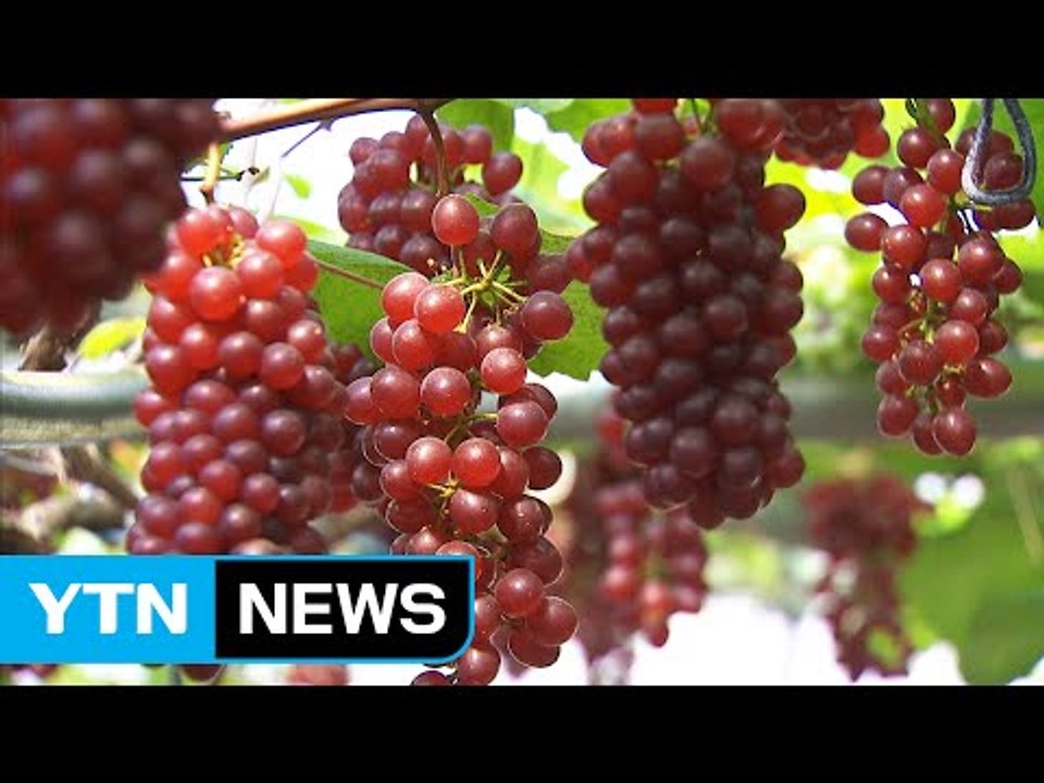 여름 대표 과일 '포도' 첫 수확 / YTN (Yes! Top News)