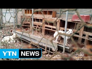 버려진 개들, 토종닭 농장 습격하다 / YTN (Yes! Top News)