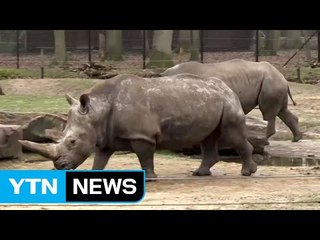 우리가 살아남으려면 뿔을 잘라야 한대요 / YTN (Yes! Top News)