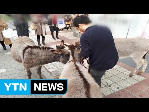 [영상] 강남 한복판 당나귀 탈출 소동 / YTN (Yes! Top News)