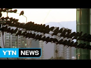 "철새도 살고 주민도 살고"...공존의 해법 / YTN (Yes! Top News)