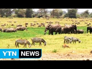 탄자니아 야생동물 습격 주의 / YTN (Yes! Top News)